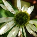 Echinacea purpure 'White Lustre' fleur